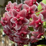 Green Leaf Red Bloom Hoya Cuttings | Hoya pubicalyx 'Pink Silver' | Speckled Leaf Fuzzy Burgundy Star Flower Wax Vine