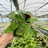 Phuwua Hoya Stem Cuttings | Hoya phuwuaensis | Speckled Leaf Fuzzy White Magenta Center Wax Flower Vine