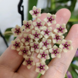 Phuwua Hoya Stem Cuttings | Hoya phuwuaensis | Speckled Leaf Fuzzy White Magenta Center Wax Flower Vine