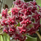 Green Leaf Red Bloom Hoya Cuttings | Hoya pubicalyx 'Pink Silver' | Speckled Leaf Fuzzy Burgundy Star Flower Wax Vine