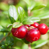 American Cranberry Seeds | Vaccinium macrocarpon | Antioxidant Edible Perennial Dwarf Berry Shrub