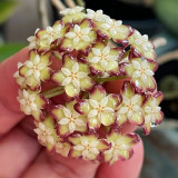 Wide Leaf Finlayson Hoya Cuttings | Hoya finlaysonii 'Nova' | Veined Mottled Leaf Red Cream Star Wax Vine