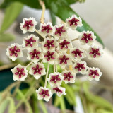 Phuwua Hoya Stem Cuttings | Hoya phuwuaensis | Speckled Leaf Fuzzy White Magenta Center Wax Flower Vine