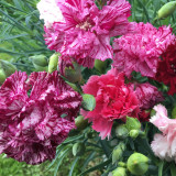 Frilly Mixed Carnation Seeds | Dianthus caryophyllus | Fragrant Perennial Ruffled Edge Cut Flower