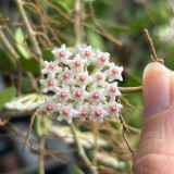 Coin Leaf Hoya Stem Cuttings | Hoya nummularioides | Pink Centered Wax Flower Trailing Vine