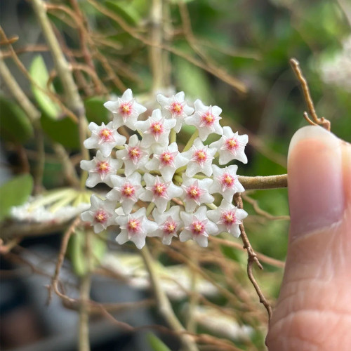 Coin Leaf Hoya Stem Cuttings | Hoya nummularioides | Pink Centered Wax Flower Trailing Vine