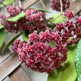 Green Leaf Red Bloom Hoya Cuttings | Hoya pubicalyx 'Pink Silver' | Speckled Leaf Fuzzy Burgundy Star Flower Wax Vine