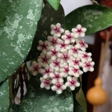 Phuwua Hoya Stem Cuttings | Hoya phuwuaensis | Speckled Leaf Fuzzy White Magenta Center Wax Flower Vine