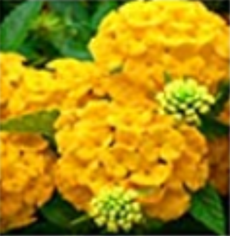 Yellow Color Hydrangea  Seeds