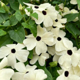 White Sunrise Black Eyed Susan Vine Seeds | Thunbergia alata | White Petal Dark Core Climbing Flower