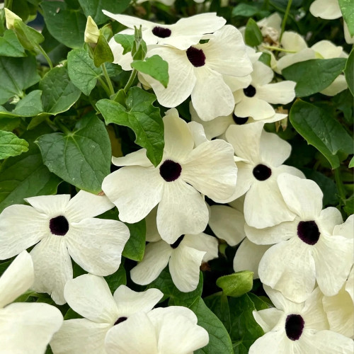 White Sunrise Black Eyed Susan Vine Seeds | Thunbergia alata | White Petal Dark Core Climbing Flower
