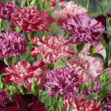 Frilly Mixed Carnation Seeds | Dianthus caryophyllus | Fragrant Perennial Ruffled Edge Cut Flower