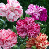 Frilly Mixed Carnation Seeds | Dianthus caryophyllus | Fragrant Perennial Ruffled Edge Cut Flower