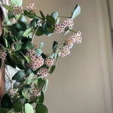 Coin Leaf Hoya Stem Cuttings | Hoya nummularioides | Pink Centered Wax Flower Trailing Vine