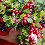 American Cranberry Seeds | Vaccinium macrocarpon | Antioxidant Edible Perennial Dwarf Berry Shrub