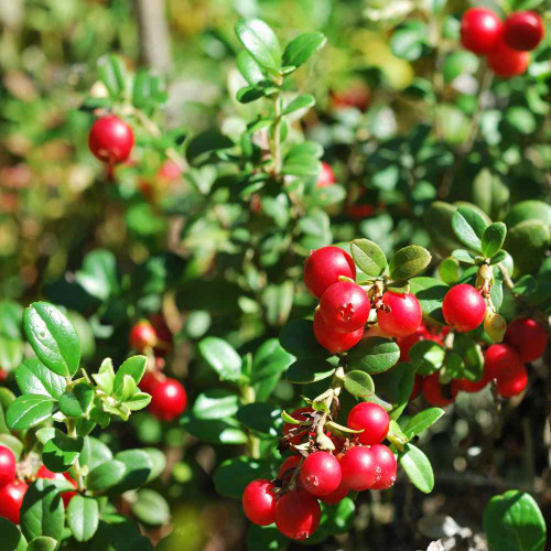 American Cranberry Seeds | Vaccinium macrocarpon | Antioxidant Edible Perennial Dwarf Berry Shrub