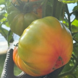 Hillbilly Potato Leaf Tomato Seeds | Solanum lycopersicum | Heirloom Bicolor Striped Beefsteak Sweet Low Acid Fruit