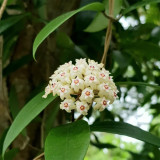Whorled Wax Plant Stem Cuttings | Hoya verticillata | Fragrant Night Scent Cream Pink Star Bloom Trailing Hoya Vine