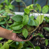 Whorled Wax Plant Stem Cuttings | Hoya verticillata | Fragrant Night Scent Cream Pink Star Bloom Trailing Hoya Vine