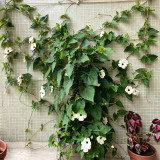White Sunrise Black Eyed Susan Vine Seeds | Thunbergia alata | White Petal Dark Core Climbing Flower