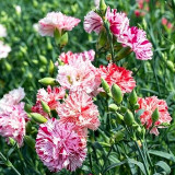 Frilly Mixed Carnation Seeds | Dianthus caryophyllus | Fragrant Perennial Ruffled Edge Cut Flower