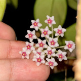 Coin Leaf Hoya Stem Cuttings | Hoya nummularioides | Pink Centered Wax Flower Trailing Vine