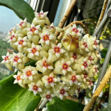 Whorled Wax Plant Stem Cuttings | Hoya verticillata | Fragrant Night Scent Cream Pink Star Bloom Trailing Hoya Vine