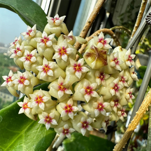Whorled Wax Plant Stem Cuttings | Hoya verticillata | Fragrant Night Scent Cream Pink Star Bloom Trailing Hoya Vine