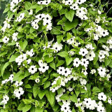 White Sunrise Black Eyed Susan Vine Seeds | Thunbergia alata | White Petal Dark Core Climbing Flower