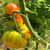 Hillbilly Potato Leaf Tomato Seeds | Solanum lycopersicum | Heirloom Bicolor Striped Beefsteak Sweet Low Acid Fruit