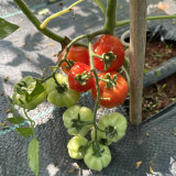 Accordion Cherry Tomato Seeds | Solanum lycopersicum | Unique Multi-Cluster Sweet Ribbed Cherry Tomato