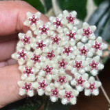 Phuwua Hoya Stem Cuttings | Hoya phuwuaensis | Speckled Leaf Fuzzy White Magenta Center Wax Flower Vine