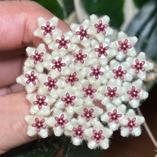 Phuwua Hoya Stem Cuttings | Hoya phuwuaensis | Speckled Leaf Fuzzy White Magenta Center Wax Flower Vine