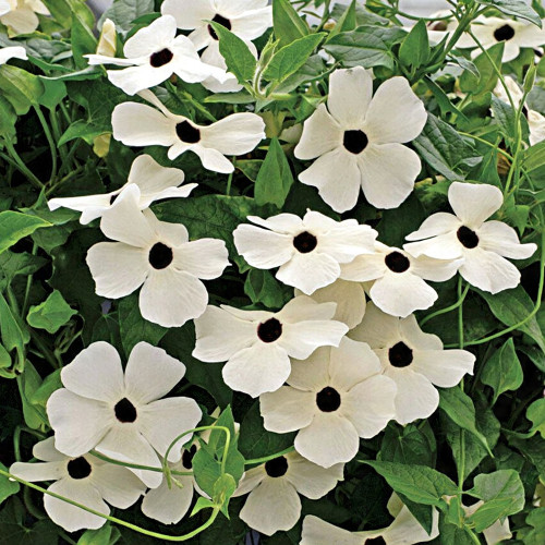 White Sunrise Black Eyed Susan Vine Seeds | Thunbergia alata | White Petal Dark Core Climbing Flower