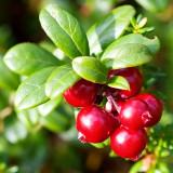 American Cranberry Seeds | Vaccinium macrocarpon | Antioxidant Edible Perennial Dwarf Berry Shrub