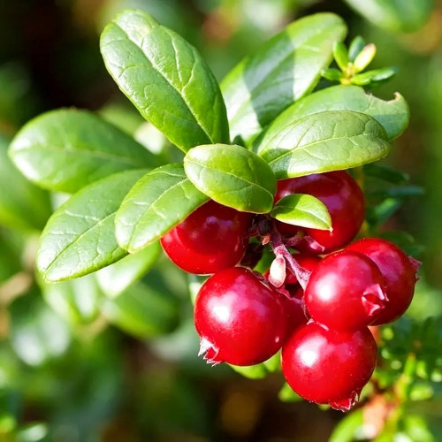 American Cranberry Seeds | Vaccinium macrocarpon | Antioxidant Edible Perennial Dwarf Berry Shrub