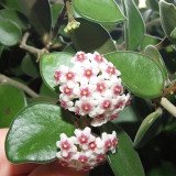 Coin Leaf Hoya Stem Cuttings | Hoya nummularioides | Pink Centered Wax Flower Trailing Vine