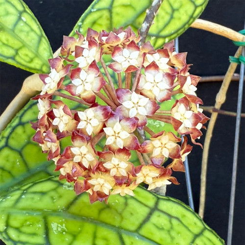 Wide Leaf Finlayson Hoya Cuttings | Hoya finlaysonii 'Nova' | Veined Mottled Leaf Red Cream Star Wax Vine