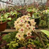 Whorled Wax Plant Stem Cuttings | Hoya verticillata | Fragrant Night Scent Cream Pink Star Bloom Trailing Hoya Vine