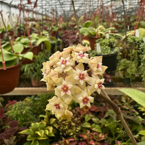 Whorled Wax Plant Stem Cuttings | Hoya verticillata | Fragrant Night Scent Cream Pink Star Bloom Trailing Hoya Vine