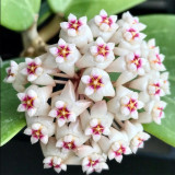 Whorled Wax Plant Stem Cuttings | Hoya verticillata | Fragrant Night Scent Cream Pink Star Bloom Trailing Hoya Vine