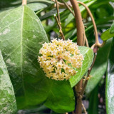 Whorled Wax Plant Stem Cuttings | Hoya verticillata | Fragrant Night Scent Cream Pink Star Bloom Trailing Hoya Vine