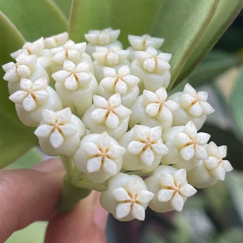 Thick Stem White Hoya Cuttings | Hoya pachyclada | Cream Pink Blush Star Flower Robust Wax Vine