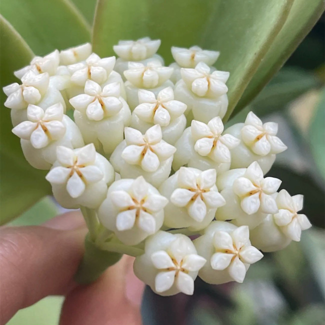 Thick Stem White Hoya Cuttings | Hoya pachyclada | Cream Pink Blush Star Flower Robust Wax Vine