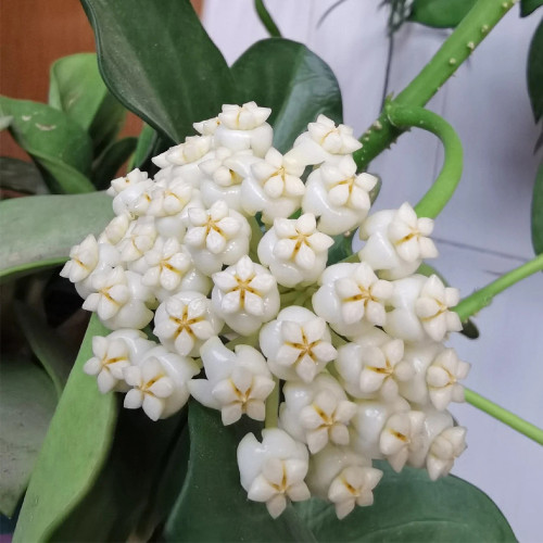 Thick Stem White Hoya Cuttings | Hoya pachyclada | Cream Pink Blush Star Flower Robust Wax Vine