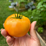 Amish Gold Tomato Seeds | Solanum lycopersicum | Pennsylvania Heirloom Translucent Golden Sweet Slicing Tomato