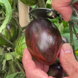 Cosmic Heart Rebel Space Warrior Tomato Seeds | Solanum lycopersicum | Dark Purple Galaxy Streak Heart-Shaped Heirloom Tomato