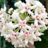 Large Leaf Southern Hoya Cuttings | Hoya australis | Huge Pure White Star Wax Flower Fast Climbing Vine
