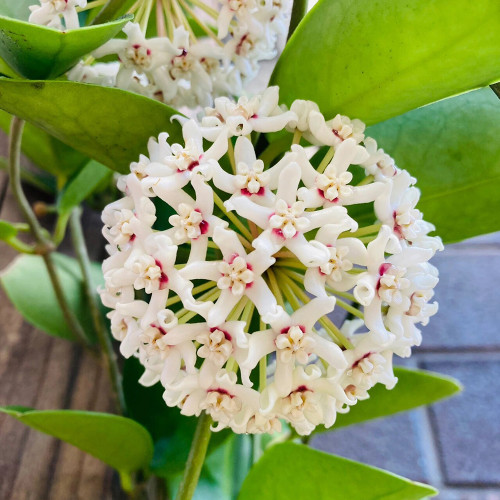 Large Leaf Southern Hoya Cuttings | Hoya australis | Huge Pure White Star Wax Flower Fast Climbing Vine
