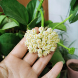 Thick Stem White Hoya Cuttings | Hoya pachyclada | Cream Pink Blush Star Flower Robust Wax Vine